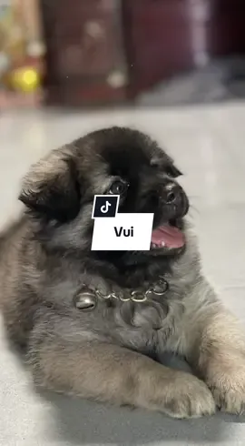 Mắc gì chửi qài dị  #nhachaymoingay  #xuhuong2025  #foyou  #fpy  #phamkhai94_ 