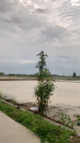 sawah po tambak