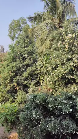 ကံ့ကော်ပန်းက နိုင်ငံခြားမှာရော ရှိလားဟင် မြန်မာပြည်မှာဘဲ ရှိတာလားလို့ 🤍#sanminthu #စစ်ကိုင်း#နွေဦးကံ့ကော်များ 