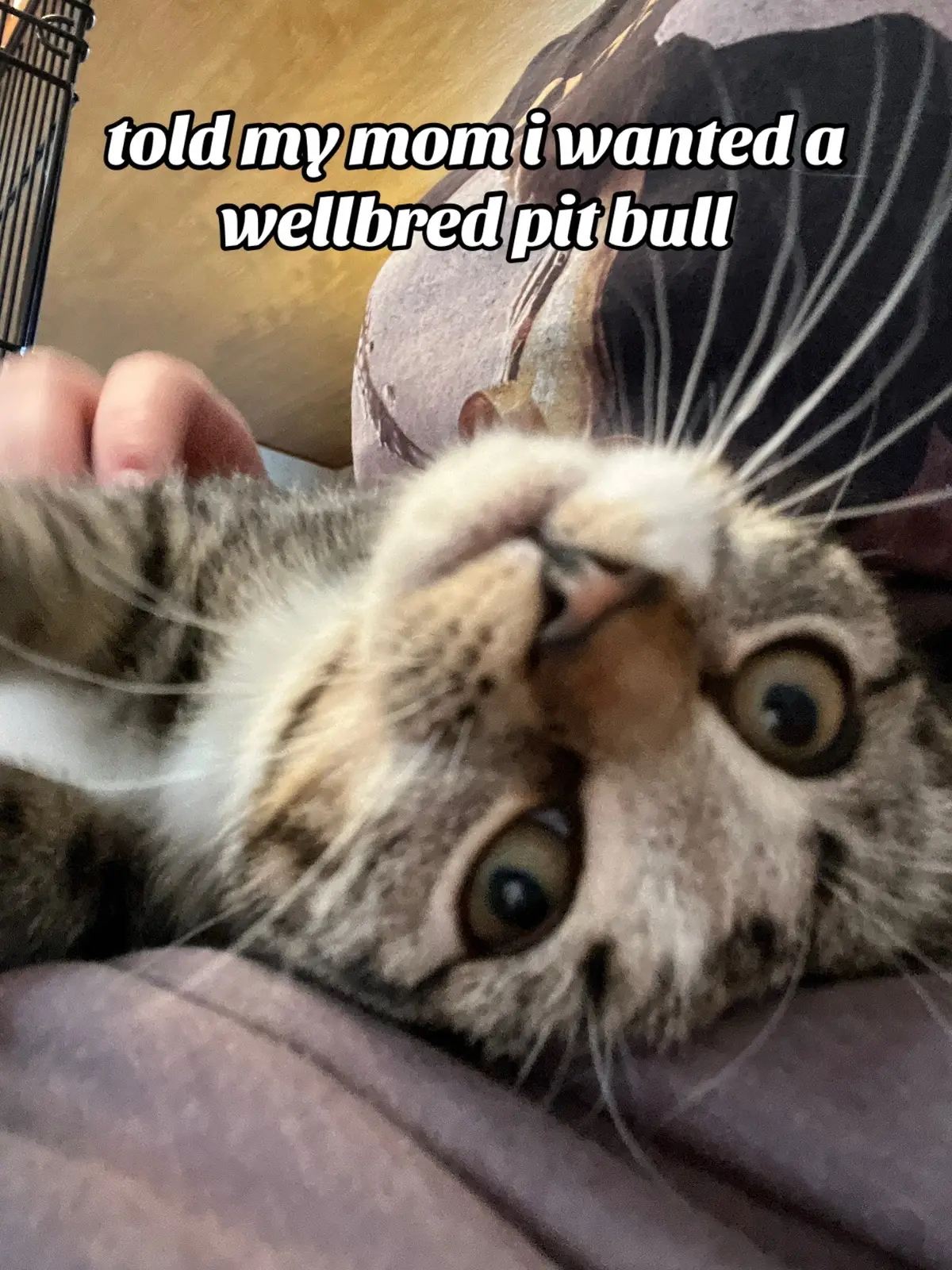 i mean… he IS the right size, and he seems to Think he’s a pit, so… close enough? #apbt #americanpitbullterrier #beagle #hounddog #rescuedog 