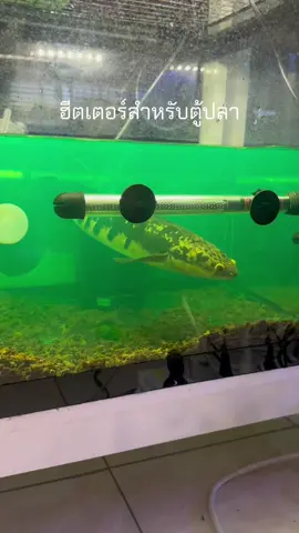 ฮีตเตอร์สำหรับตู้💖🐟 #channamaru #ฮีตเตอร์ตู้ปลา #ภูมิเถาแทงก์ #ปลาป่วย #โรคจุดขาว