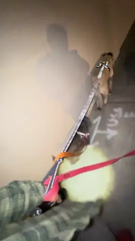 Aches and pains don’t go away so here we go again! #dog #nightwalk #dogwalk #october #walking 