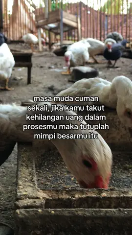 🫢 #entogresing #entogrambon #entogrambonhiasviral #perternak #peternakmuda 