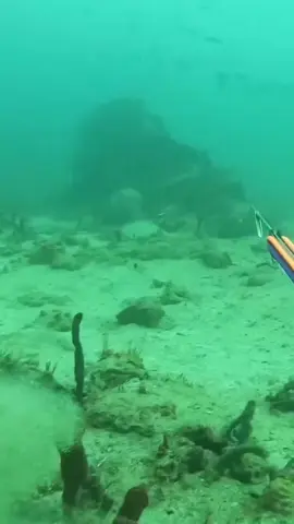#spearfishing #diving #spear #fish #freediving 