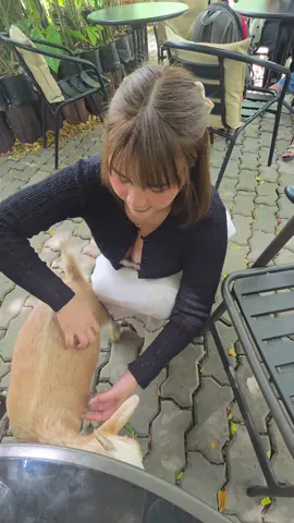 ไม่ยอมให้จับ แต่พอเกาให้ ก็ยืนนิ่งเลยค่ะ ☺️ #แพะ #fypシ゚ #คาเฟ่กรุงเทพ #พระราม9 #cafe 