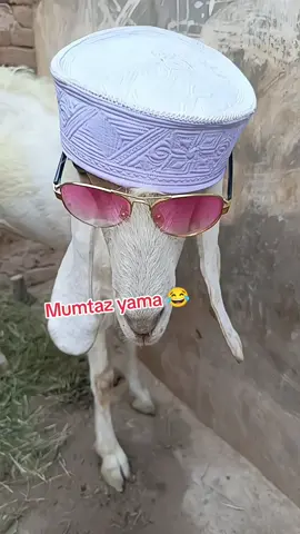 mumtaz yama 😂😛#funny #fypシ゚ #fyp #foryou #foryoupage #burhantv 