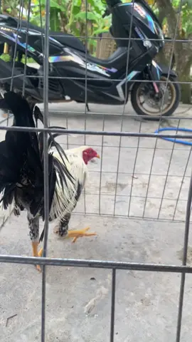 Switer knawayon😍#ayamphilipin🇵🇭 #ayamphilipin #salamkakikiri #salamsatuhobi #salamkakikiri🐓🐓 