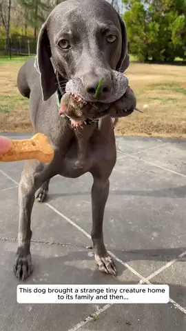 This dog brought a strange tiny creature home to its family and then...