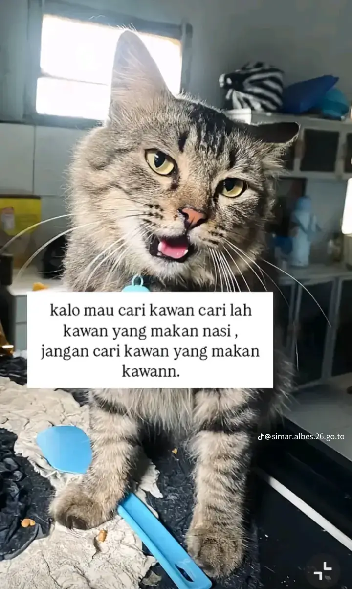 @12 #stecu #sbmangkeli😡😡 #kencengstyle🤙🏻#ilmupadi🌾 #fyp 