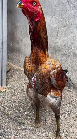 #gà_chọi_việt_nam #gàchiến #gàchoivietnam🇻🇳 #gàchọi 