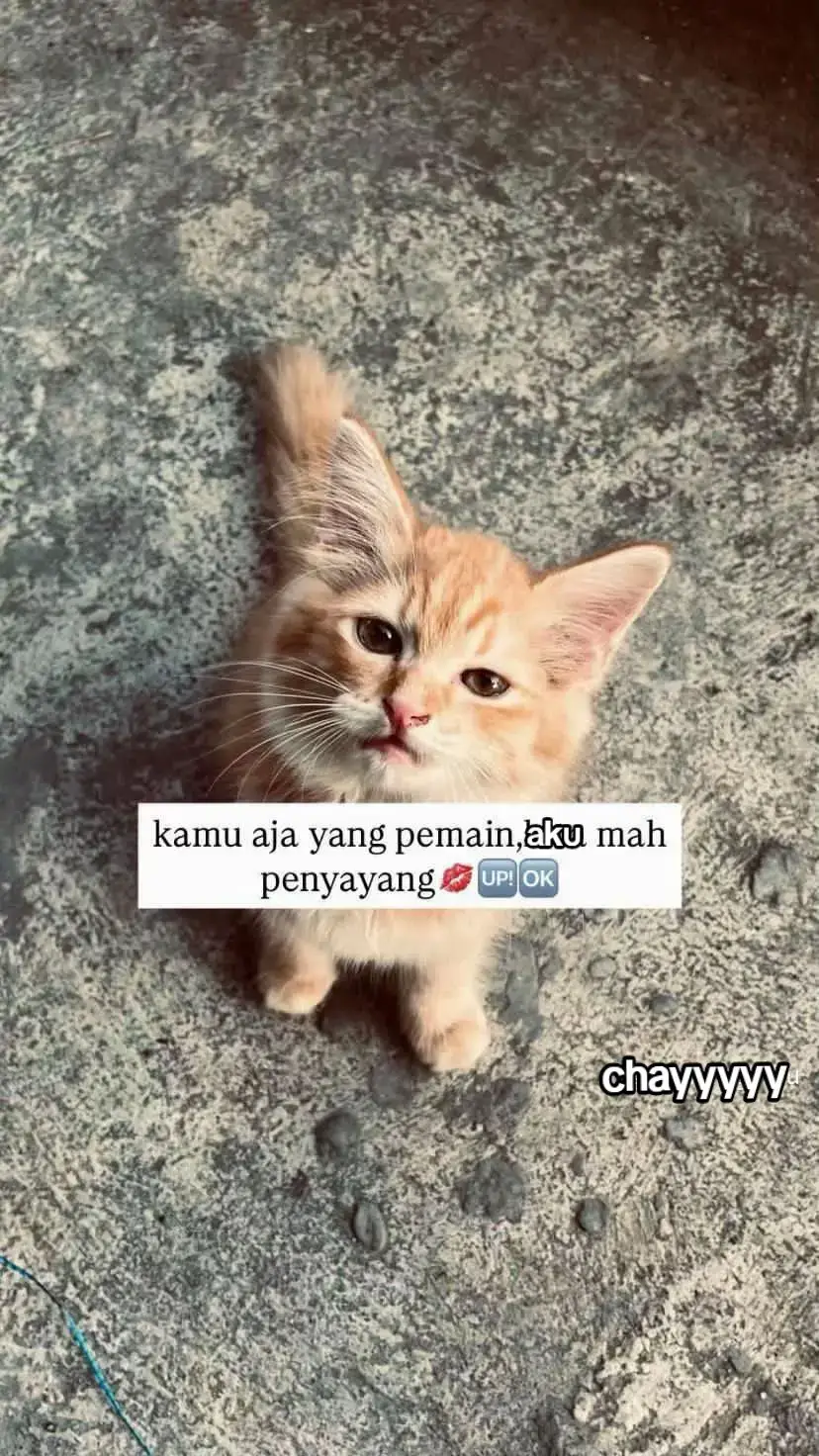 #tomohonpnyaaa🔥 #fypシ゚ #bocil #aisscwe #cilsmp 