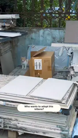 rescue poor kittens and happy ending 🥰 #cute four babies #rescueanimals #catlover #kittens #fyp 