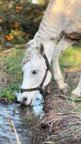 Bəh-bəəhh 😍❤️‍🔥 #kəşfet 