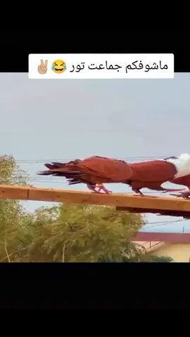 وين جماعت تور ماشوفكم 😂🚀#لايك_متابعه_اكسبلور #طيور 