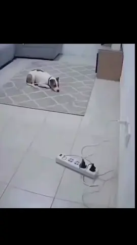 BWAHAHAHAHHAHAHA #meme #ai #fyp #viral #xybca 