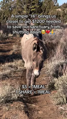 Every kind comment would mean a world to me #donkeys #animalsoftiktok #shelter #donkeylove #donkeyrescue 