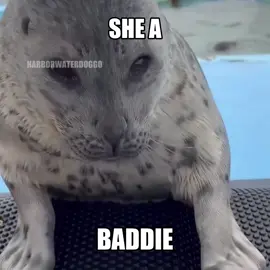 HEAD SHOT | ib: @🦭 luk 🦭 #silly #seals #seal #sealtok 