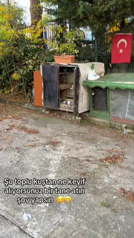 #oyunkuşu #kuşçu #güvercinsevdası #alatürkiye #kelebek 