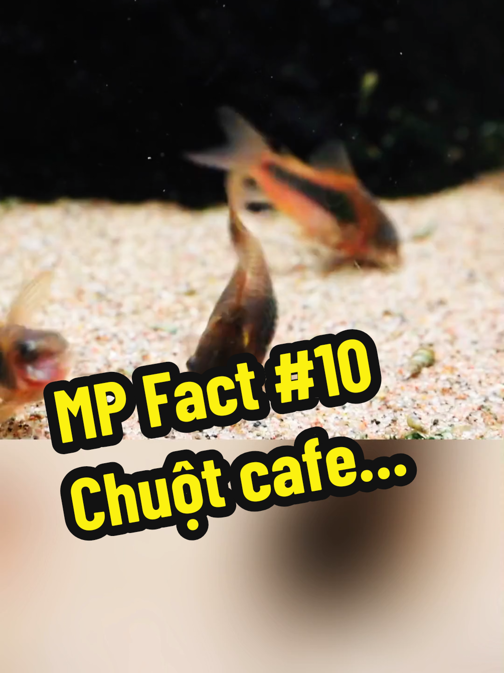 MP Fact - Phần 10 | Giải oan cho chuột cafe ... #câuchuyệncácảnh #cácảnh #Mpaquafish #mpfact #cáthủysinh #fyp #viral #xuhuong #aquafish #foryou #aquarium