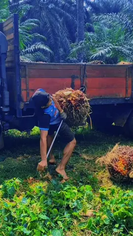 Pemula🫡#kulisawitmalaysia🌴🇲🇾🇮🇩 #lodingbuahsawit #fypシ゚viral #suksesmuda #capcutvelocity 