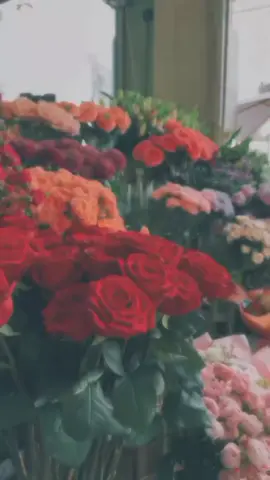 🤍آلَوٌردٍ لَغُةّلَآ يَفُهّمًهّآ آلَآ مًنِ يَتٌقُنِ آلَآحًسِآسِ 🤍