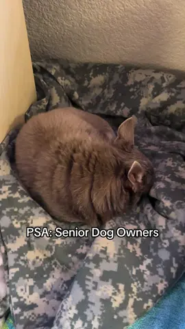 Your dog’s joints are like a sponge — they dry with age. 🐾  Wuffes Advanced Hip & Joint Support helps hydrate, cushion, and rebuild so they can move freely again. #TikTokShopCreatorPicks #TikTokShopFallDealsForYou #doghealth #petwellness #jointsupportfordogs 