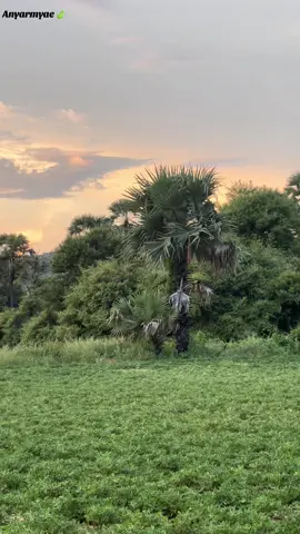 နေညိုချိန်အညာ 🍃 #village #mandalay #myanmartiktok🇲🇲🇲🇲 #bagan #tiktok 
