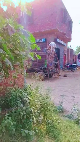 abid Gg video share  sabe bhaii oook