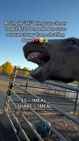 Every kind comment would mean a world to me #horsefarm #sanctuary #horselovers #animalrescue #savelife 