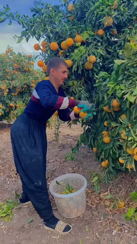 💪🥳🍊👍Bu gün de erkenciyiz yine çok şükür bugün de biti Fazıl Çeven farkıyla #keşfetteyizzz #tiktokkkkkkk #begenmeyiçokgörmeyin 