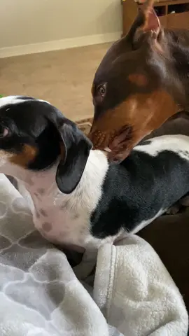#foryoupage #doberman #dachshund 