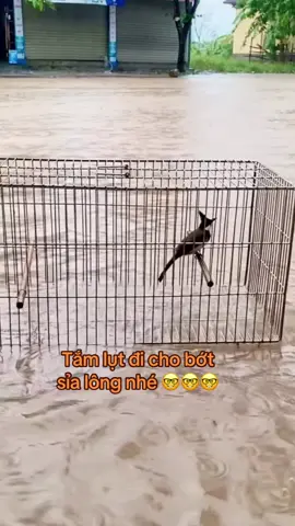 Tắm lụt đi cho bớt  sỉa lông nhé 🤓🤓🤓