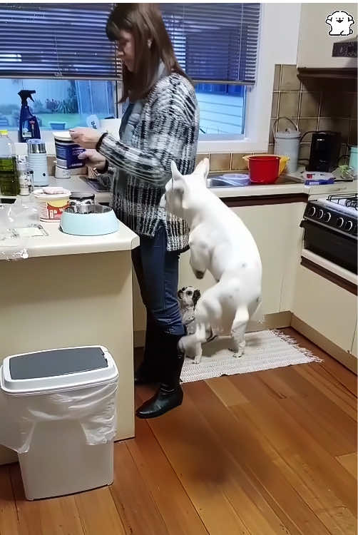 🐕”Mom! I’m so hungry!”#hungry #dog #funny #food #dramatic 