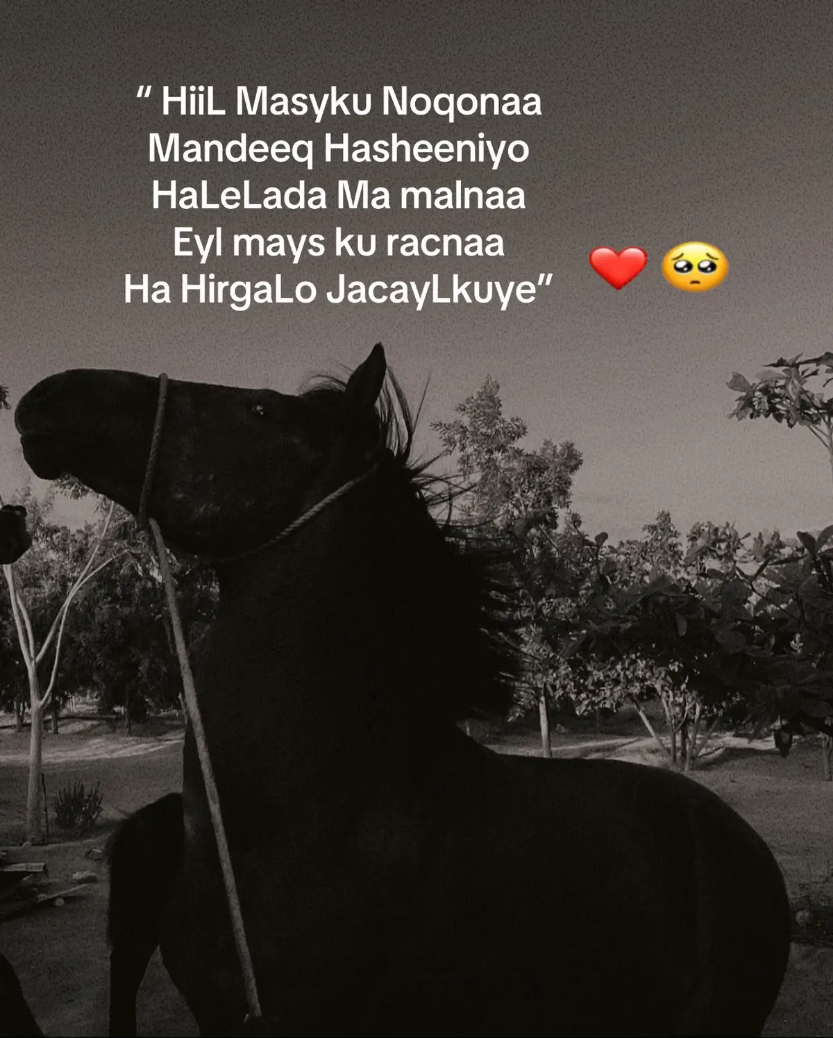 Wxa Aan Lafiidsanaya ninki aan Jecla gudaha magaalada eyl waliba Xeebta,sidokle Wan isguursanay waxana Kujirna Bishi malabka aaaaah! gacaliye miyey suuragaltahay in waxaan odhani laba isjecel urumoobaan wxy ilatahay riyo ayaan Iri anigo timihiisa laydhu dhex sabaynayso kucayaaraya. Wuxu iguyiri gacaliso riyo kasto Kuriyooto Wan Rumyn doona wa ballan,rabigeyoow,xidkaha , dayaxa,bada,dabaysha hirarka iyo waxkasto dabiiciyo halkaan kusuganow markhaaati iiga ahaada waan Udhaaranaya ina waligey Sidaan ulajoogi doono qalbigeedana aan aad u ilaalin dooono, sidaa ayu cod dheeer iguyiri. Wxa Igatimi ilmo yaryar kulul oofrxded kadibna Wxn Sidegdega ugalay laabtisa,looma Baahna ina wx usharaxo wuxu leyahay garasho uu kufahmi karo wx walba Kahor intan oran. Habeenki ayaaa kusii siqayay dhamaadkisa dayaxu wuu Sii dhacayay iftiinkiisu Wu siiyaraanayay,halka Jacaylkeenu sii xoogeysanayay halkaa ayuuna kudhamaday habenki. Qorraxdii ayaa soo baxday Badduna way deggan tahay, sida haddii ay kacdo ay ka baqeyso inay kala jabiso jacaylka horteeda ku kukoraya. Indhaha ayan kala qaaday waaba isago daawanaya waliba sidhaq dhaqaaq la aan ah,wxu gacantiisi xaada jaalaha ahi ku sharaxnayd iigadhigaya,falaaraha qoraxda subx wangsn gabadha dunida ugu qurxaney,subaxan subxahi kale wuu igaduwnyahay ,bal arag wuxu kubilowdey qurxda wajigaaga ayu iguyiri .  Waa nin Aad u qurx badan qosol qurxan ,waa nin hadal yaqaan ah oo awood uleh inu iga qancin karo wxyabaha diiidanahy isago xoriyada  igaqaadyn. Dadku wali guryohooda ayey kujiraan,qoraxdu waxay falaaraheeda kudhacayan bada waxayna u egtahay badu sidii dahab sabaynaya. Wxn kusowajahanay hotelki aan magalada   todoba baxa unimi kadaganayn wxbadan umaba uusan jirin xeebta ,anagoo waligeen aan hilmaami doonin gogoshii dabacsanayd een kujiifsanay ,shumisyadii aan la tirin karin, iyo qalbi furashadii xalay kadhacday xeebta eyl. Wuxu iisotaagay gacantiiisa wuxuna iguyiri bisheena malabku way  dhamaatay wa xiligaynu ku noqon lehen garowe ,haa oo way dhamaatay lkn frxdani mid ma guurto ah Bey noqon doonta ilhow markhaati kanoqo!!! Wxn lugeynayna wadada xeebta iyo udhaxaysa hotelka cagaheena oo ciidda badu kabuuxdo ayaa kumacsalaamaynaya bada raad jacayl.  Waxan gaarnay hotelkii . Shaqaalihii hotelka ayaa aad noo eegaya ayago wejiyadeena frxdu  buuxdhaafisey ka dheehanaya  ruux xalay si buuxda u helay mid uu jeclaa. Wn  mayranay qureecanay ,  furaha gaariga iyo boorsoyinki ayu noosoqaaday, aniguna waxn si tartiib ah u fariistay kursiga hore. Gaariga waa nooca yaryar ee raaxada , muraayadaha  waa madow.  gaariga ayu dhaqaajiyay, wuxuu daaray heestii abdi diini ee dhahaysey :🎶 HiiL Masyku Noqonaa Mandeeq Hasheeniyo HaLeLada Ma malnaa hiiraan mays ku racnaa Ha HirgaLo JacayLkuye. Haa oo hees kaliyey dadka utahay Aniguna si buuxda oo nusqaan ka dheer ayan udaremeyney.  Daaqada wxa  ka  sii muuqataa badda oo  Naga sii fogaanaysa, laakiin xusuusteeda waxay nagaga harsan tahay mid walba niyadiisa. Mararka qaar wuu ifiirinaya gacanta ayu gacanta iigalinaya heer aan kacabsdo daawashadu idaawanayo Inu shil nagaliyo . Gaariga ayaa si deggan u sii socda, heeso isdaba joog ah ayaa ka socda, badina ah heeso Soomaaliyeed iyo kuwo af qalaad oo jacayl xambaarsan,, jawigu waa mid ay farxadda iyo kalgacalku is le’gyihiin ayuu ahaa. Wuxu iguyidhi isago marba kaga mashquulaya Inu ifiiriyo shukaanta gaariga”ma ogtahay gacalo safarkan maantaba wuuu dhamaanaya ,lkn wxn raba inta nolosheyda kadhiman inaan adiga kugu dhex safro “ Wxn  sii soconaba magaalada Garoowe way soo dhowaanaysay Laakiin gudaha gaarigeena waxaa ka socda sheeko  jacayl  mid aysan cid kale ogayn.