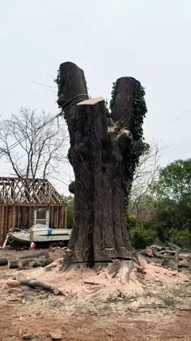 Dead wood removal #fyp #satisfying #tree #oddlysatisfying #asmr 