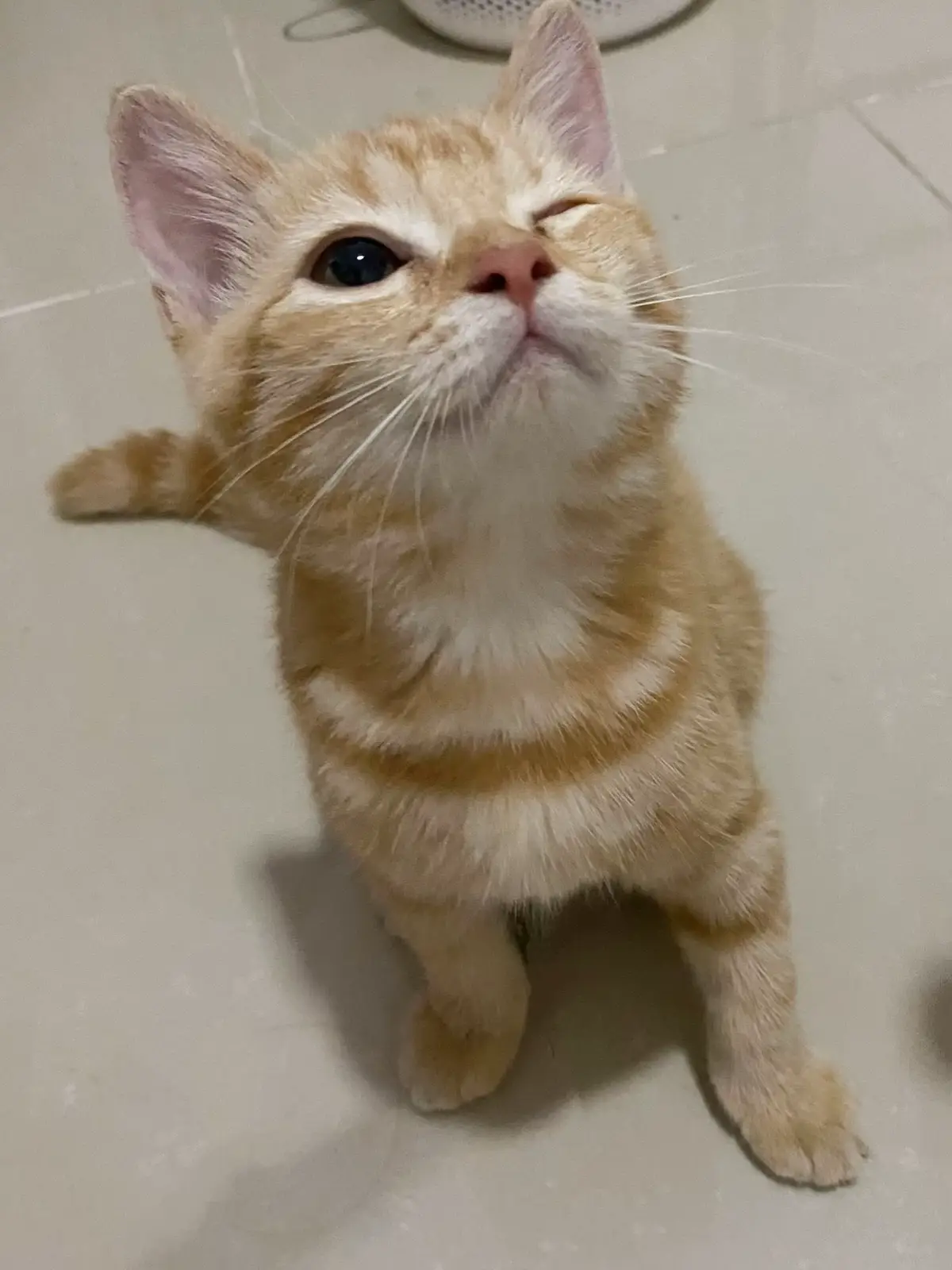 🐈 👀 #yuzumeow #cat #แมวส้ม 