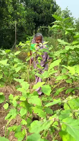 Eggplant Fry from My Garden | Simple & Tasty! 🍆 #shorts #cooking #Recipe #villagefood 