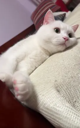 Nhìn có yêu hông nè🆘🆘🆘 #cat #meow #mèo #petlover #xh 