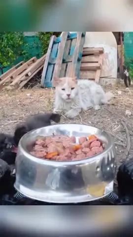 Funny hungry cat #cat #funnyvideos #usa #catsoftiktiok #funnycat 