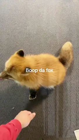 Clingy fox#animals #tiktok #fyp #fox #funny 