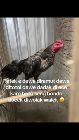 Pangaa sangar kene🫡#fyp #jombang24jam #salamsatuhobby #timserang 