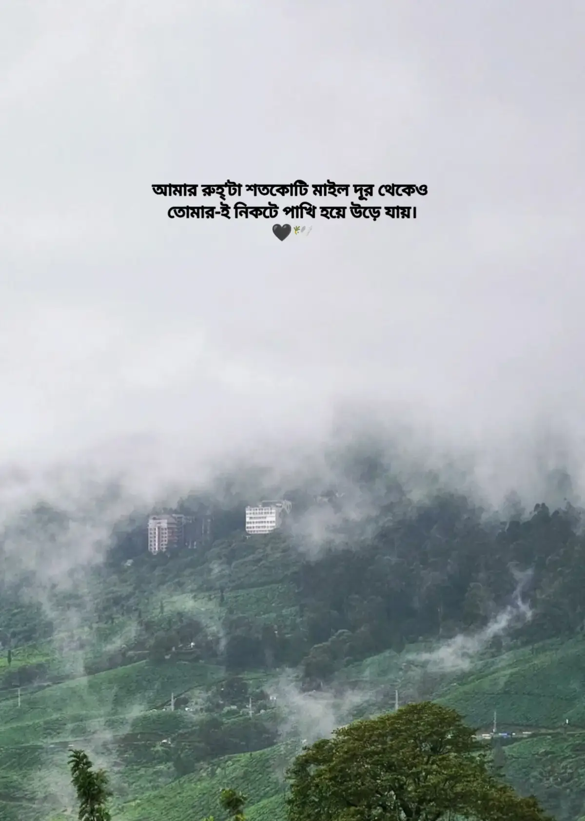 আমার রুহ্'টা শতকোটি মাইল দূর থেকেও তোমার-ই নিকটে পাখি হয়ে উড়ে যায়।🖤🕊️ #foryou #foryoupage #bdtiktokofficial #unfrezzmyaccount 