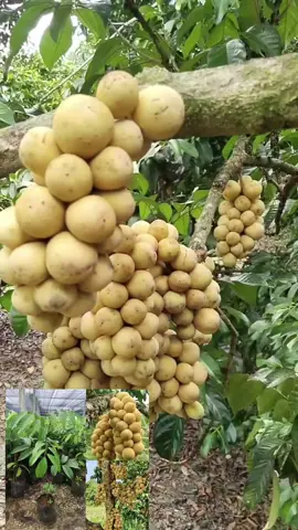 #ต้นลองกองตันหยงมัส#ไม้แปลกๆ #ไม้มงคล #พันธุ์ไม้ทุกชนิด #ไม้ดอกไม้ประดับ 