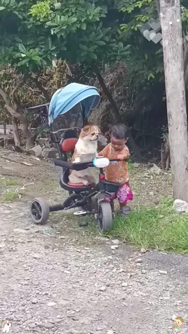Cute baby take care of dogs 🥰#dog #baby #friends #Love #fyp 