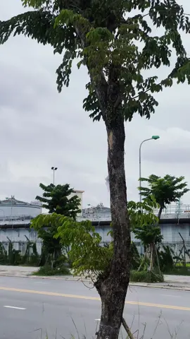 mình vẫn chung tình với wave vì mình không có tiền mua ab .. ☺️ #xuhuong #wave110 #wavez4india #wave125i_ไฟเลี้ยวบังลม #wavekieng 