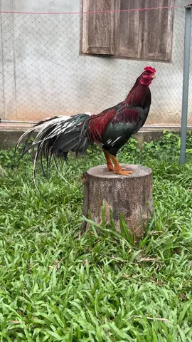 ท่านผู้พัน#ค่ายไก่นทีฟาร์ม #อนุรักษ์ไก่ใต้🐓 