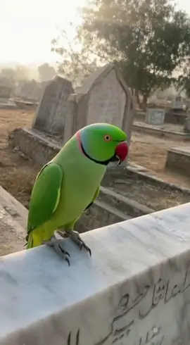 Mashallah Allah Hu Akbar🌷🦜😍🥰🌸#mashallah #islamic_video #parrot #viral #trendingvideo 