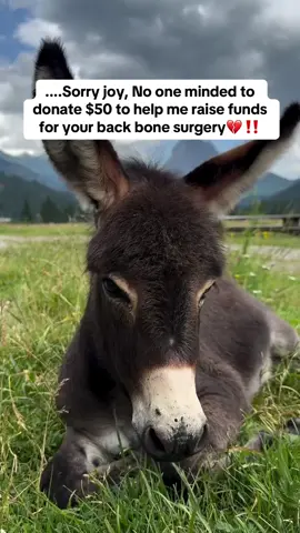 Your help is our hope #usa #unitedstates #washington #usa🇺🇸 #donkeys 