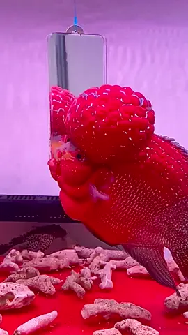 Khủng long red 😂 #calahan #kamfa #rubyfish08 