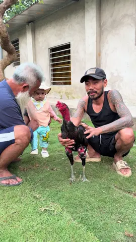 Ông râu trắng đến để ghép với cạp nong các bác ạ #?gachoivietnam🐓🐓🐓 #gachoivietnam #hoaquason #xuhuong 